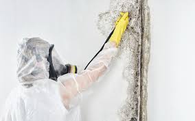 Best Emergency Mold Remediation  in , KY